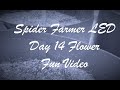 Day 14 Flower Cinematic Fun Video 2023 Grow Lights Spider Farmer SE7000 🌲✌️🙏