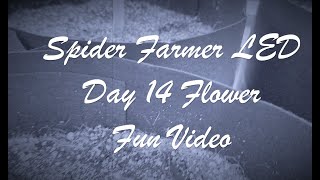 Day 14 Flower Cinematic Fun Video 2023 Grow Lights Spider Farmer SE7000 🌲✌️🙏