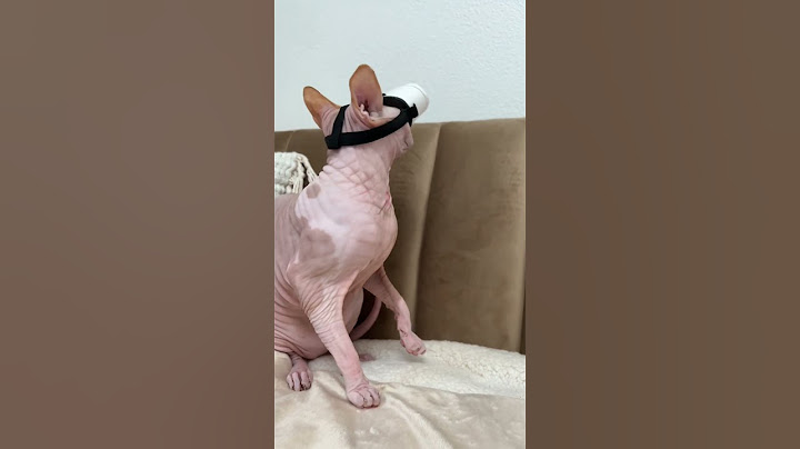 VR For Your Cats #shorts #vr #futuristic #cats #pets