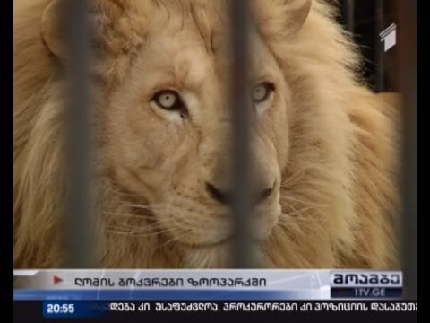 თბილისის ზოოპარკში თეთრი ლომის 4 ბოკვერი დაიბადა