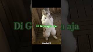 di goyangin aja #remix #funny #funnycats