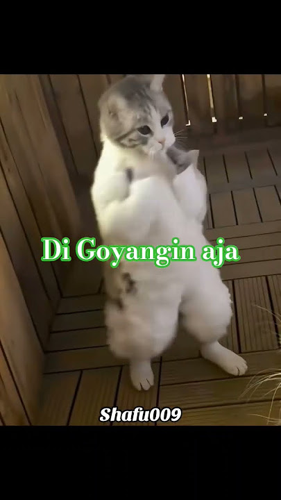 di goyangin aja #remix #funny #funnycats