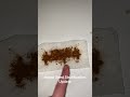 Indoor Seed Stratification Update 3/29/26