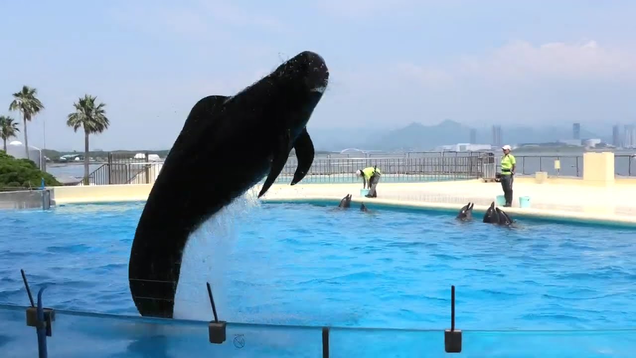 イルカショー　ゴンドウのユキちゃん  マリンワールド海の中道 2024/06/12