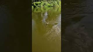 БОЛЬШОЙ ГОЛАВЛЬ  #shorts #рыбалка #fishing #карпомания