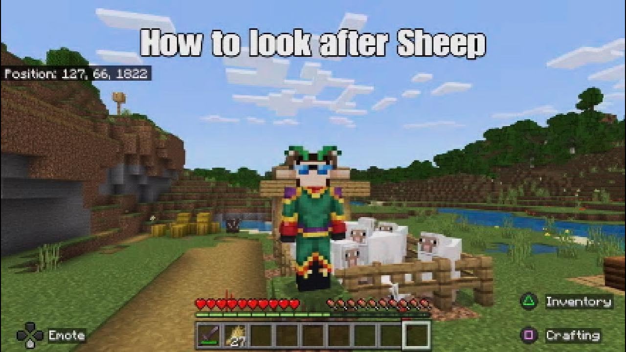 How To Look After Sheep Educational EP5 YouTube how-to-look-after-sheep-educational-ep5-youtube