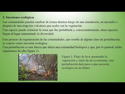 Video: ¿En qué se parece la sucesión primaria al cuestionario de sucesión secundaria?