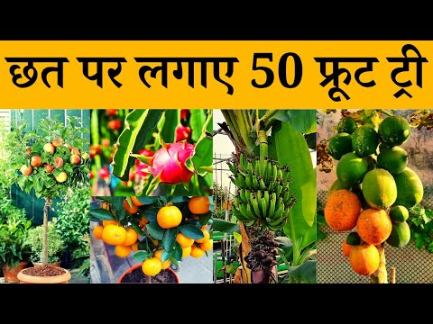 मैंने छत पर लगाए 50 फ्रूट ट्री | 50 Fruit Tree In My