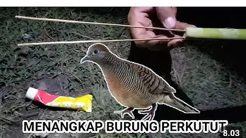 TOTORIAL MENANGKAP PERKUTUT MENGGUNAKAN LEM PULUT