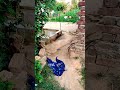 Aarushi bhaagane lagi 😆😱🤗 #shorts​ #viralvideo​ #trending​ #funny​
