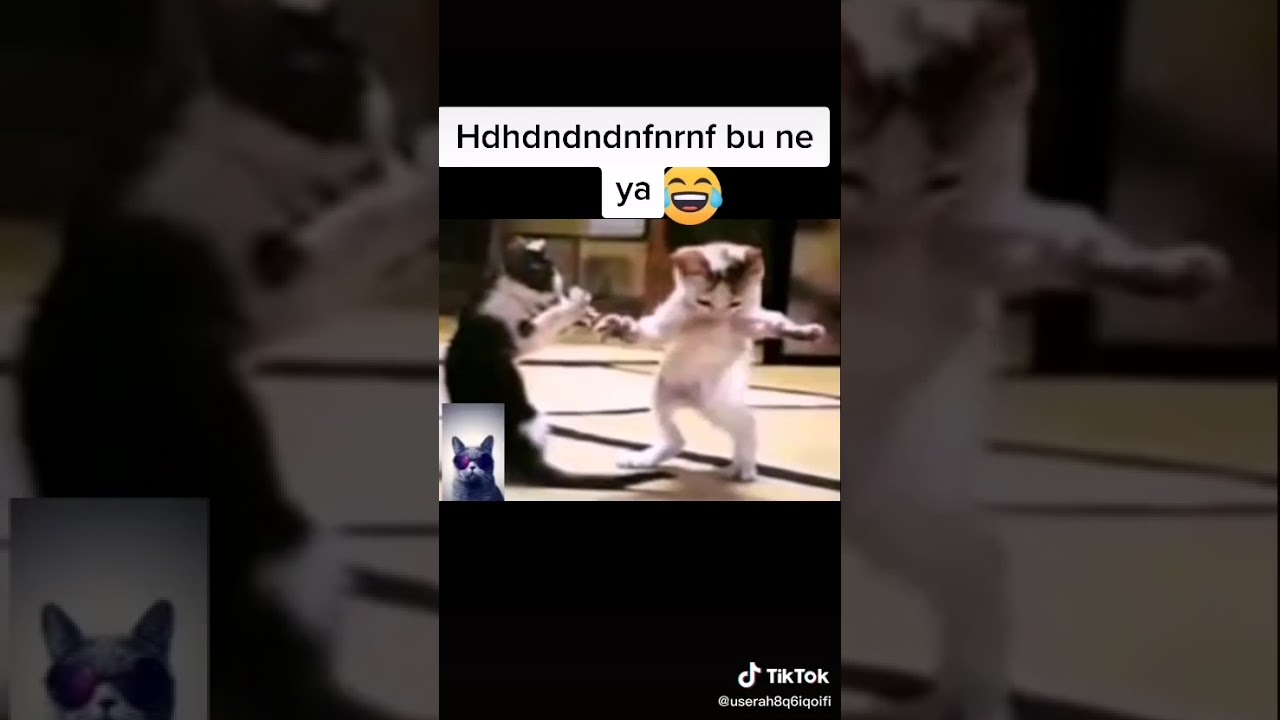 Oynayan kedi YouTube