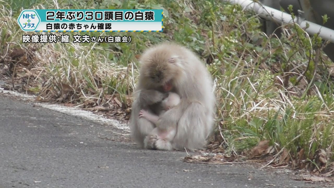2年ぶり30頭目の白猿｣白猿の赤ちゃん確認 - YouTube