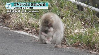 2年ぶり30頭目の白猿｣白猿の赤ちゃん確認 - YouTube