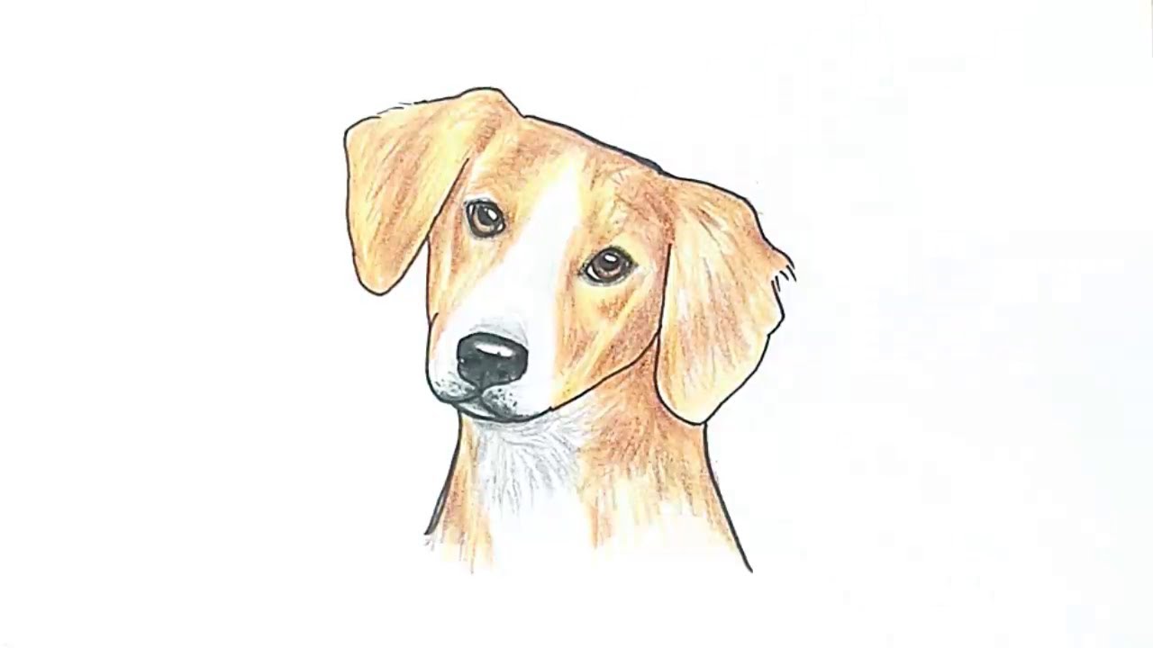 Drawing Dogs 10