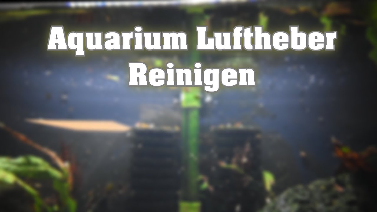 So reinigst du deinen Aquarium Luftheber Filter richtig! 