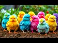World Cute Chickens, Colorful Chickens, Rainbows Chickens, Cute Ducks, Cat, Rabbit, Cute Animals