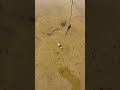 What Happens When You Drop This In Water?  #fishing #рыбалка #angler #карпфишинг