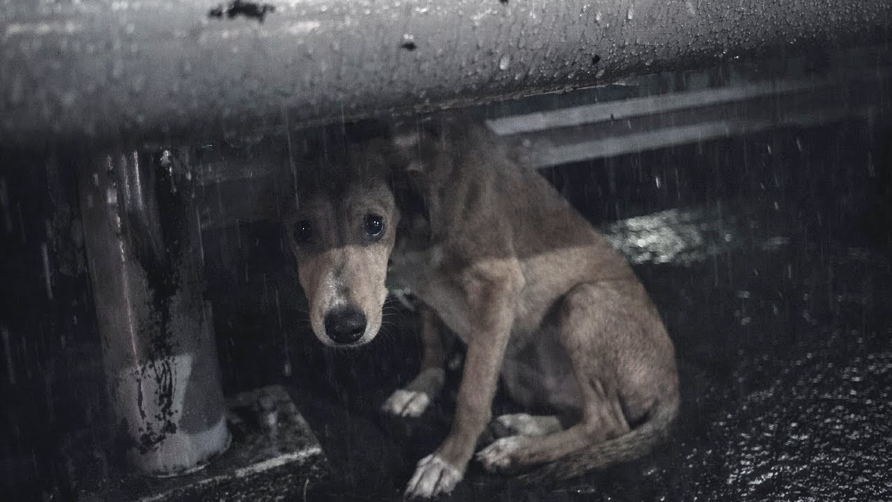 Abandoned and Shivering… A Dog Hiding from the World, Waiting for a Touch of Love.