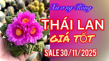 Xương Rồng Thái Lan đáng sưu tầm đợt 30.11.2025  #cayxuongrong #xuongrongbmt
