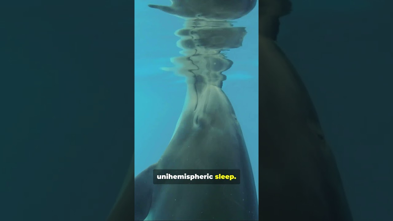 “Dolphins NEVER Really Sleep?! 🐬😲 | Amazing Animal Fact”