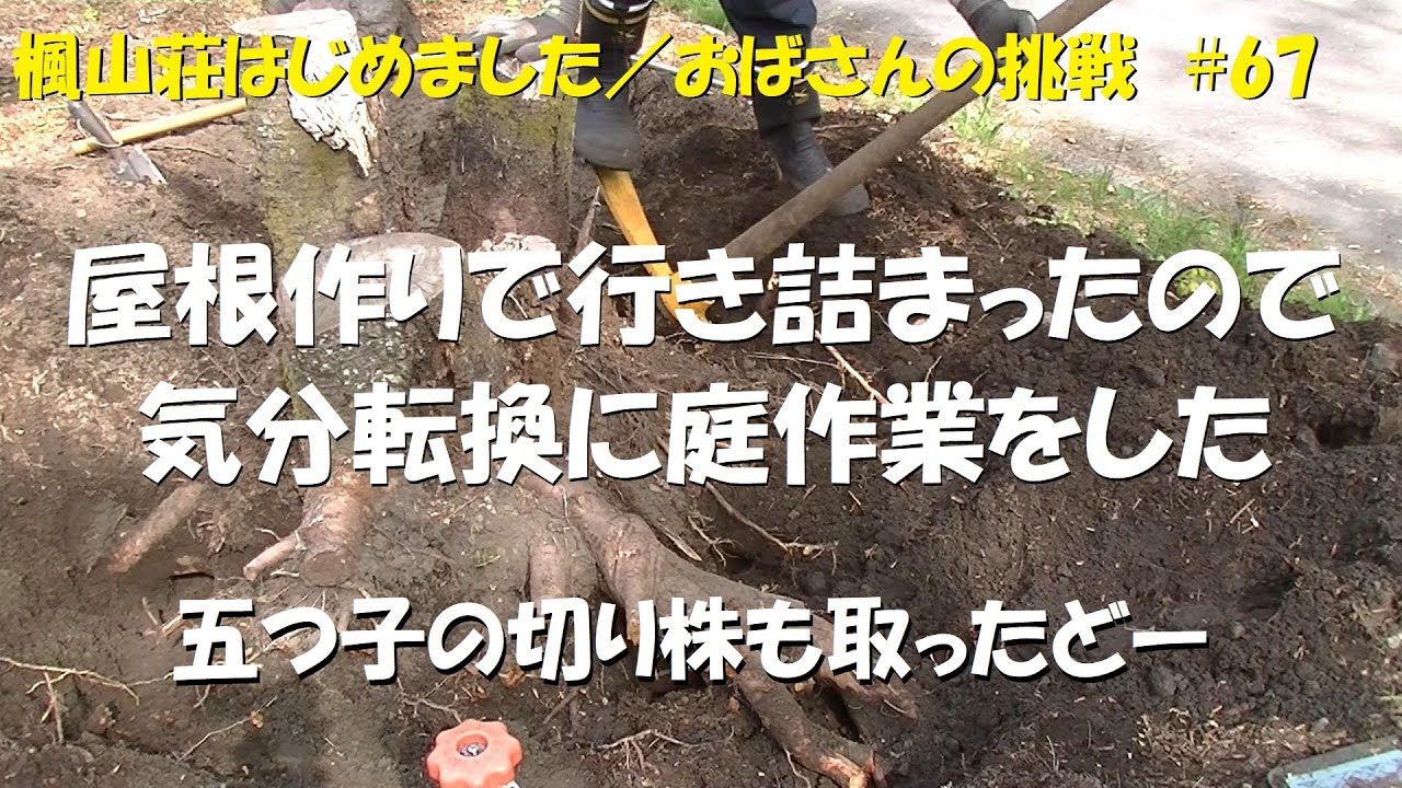 ＃６７　屋根作りで行き詰まったので気分転換に庭作業をした／五つ子の切り株も取ったどー