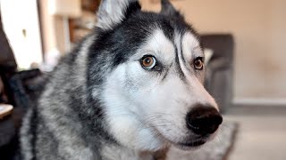 Husky Shocked Himself When He Did That!