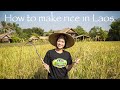 Living Land Farm | Rice Planting in Luang Prabang, Laos : Kissa's Vlog #50