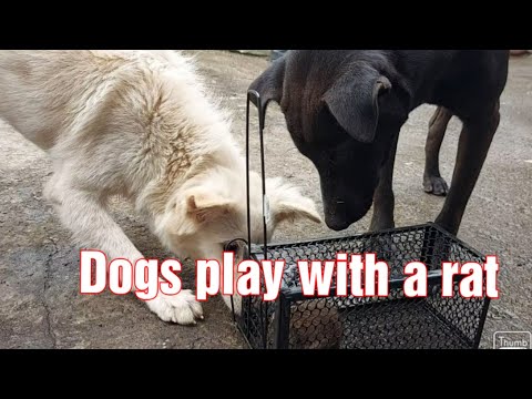 DOGS PLAY WITH A RAT|GOLDEN C#75