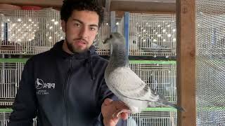 Racing Pigeons: Showing My Young Racers and Breeding Pigeons