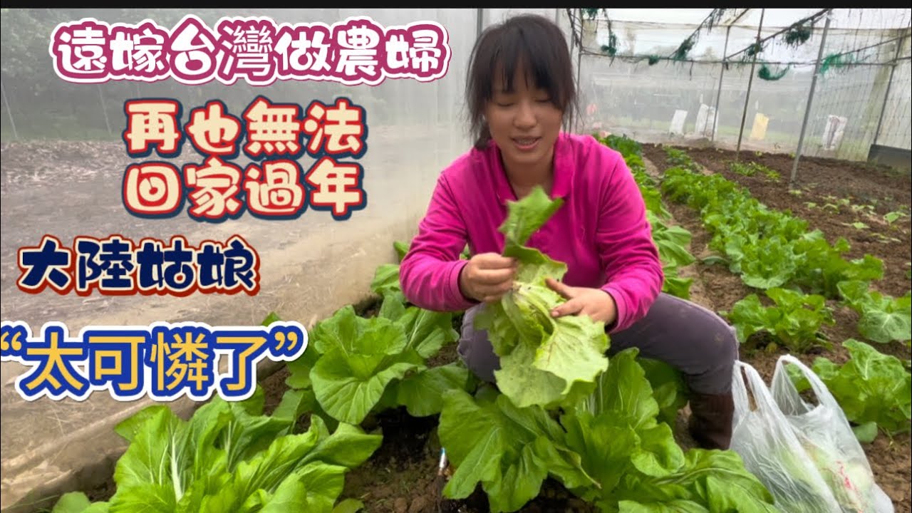 《遠嫁台灣做農婦》大陸姑娘可憐了 可能以後再沒辦法 回大陸娘家過春節了……