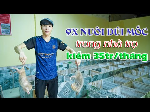 Video Thanh niên 9X thu 35 triệu/tháng từ nuôi dúi má đào,... - youtube