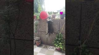 6 Months Old American Bully Jumps 5 Feet High Wall Crazy Jump Zuelife High Jump