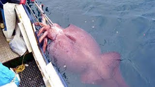 Most Epic Animals Ever Caught
