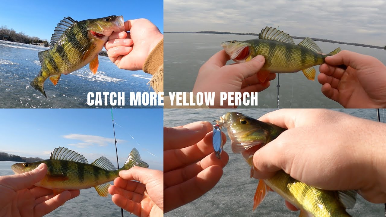 How to ice fish for Yellow Perch (tips for beginners and lessons I have