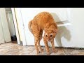 Funny Cats Vines 2017 || FunnyVines