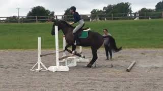 (OTTB Training) Poles and Gridwork