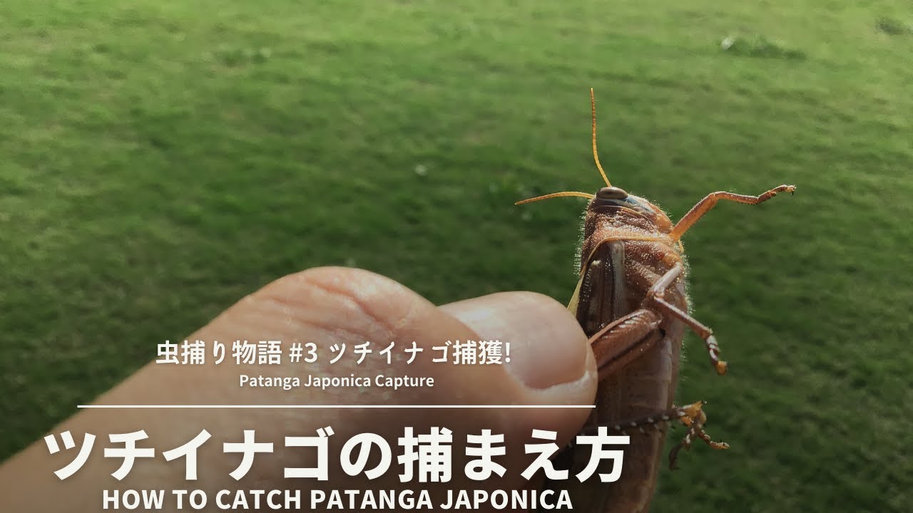 ツチイナゴのいる場所 ツチイナゴ クルマバッタ トノサマバッタを捕まえる Patanga Japonica Capture 野原に住む昆虫たち ...