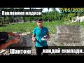 Павловния илдиз каламчаси кандай екилади 2020