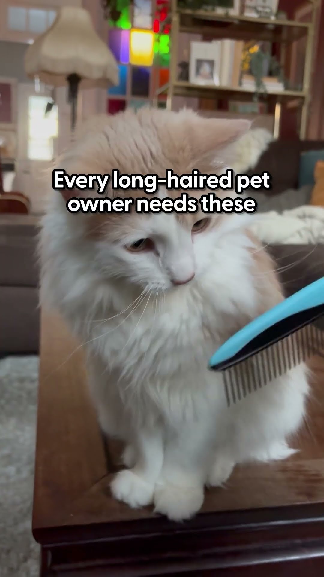 Must-Have Brushes For Long-Haired Pets | The Dodo