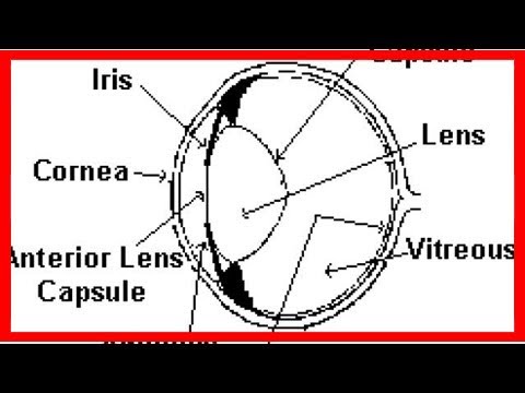 The anatomy of a cat`s eye - YouTube