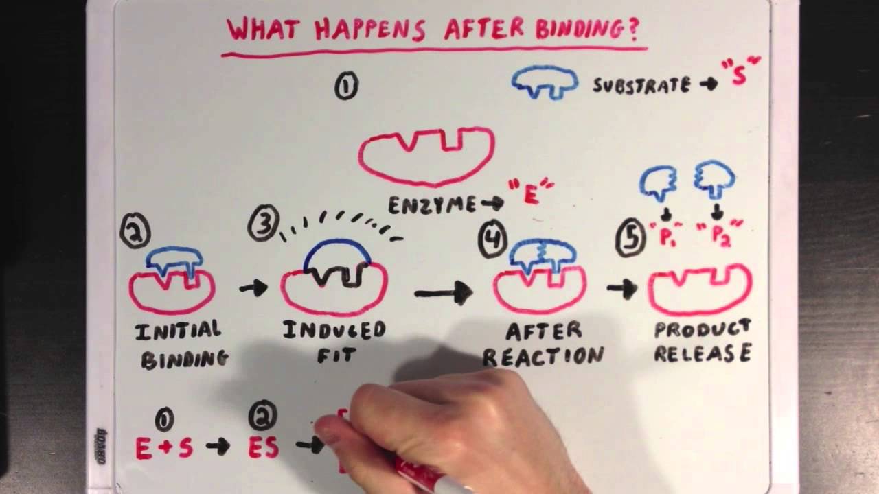 The Induced Fit Model of Enzyme Catalysis - YouTube diagram of enzyme reaction 