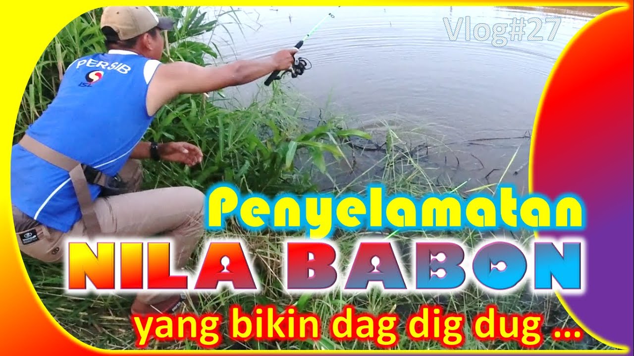 Penyelamatan Ikan Nila Babon Bikin Dag Dig Dug Mancing Ikan Nila