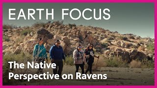 Desert Ravens: A 'Major Relative' to Indigenous Traditions | Earth Focus | PBS SoCal