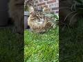 Cats in the gardenmainecoon beautifulcat catslovers newcat.s walkingcat