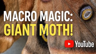 Polyphemus Moth Up Close! Osmo Pocket 3 Macro Lens Test (4K Ultra Macro Nature Footage)