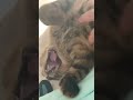 野生では生きていけない猫#shorts #CAT