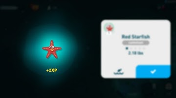 creatures of the deep - red starfish