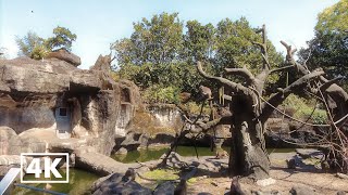 4K Vivid Tour Ambiance:  Taipei Zoo walk around 60P