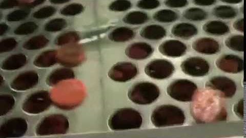 Linear vibrating screen test with carrot flakes