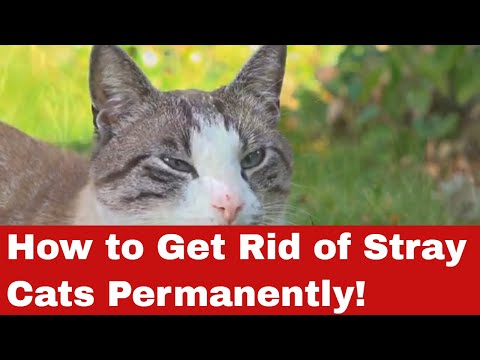View of What Works Best For Fleas On My Outside Feral Cats